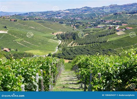 Green Countryside With Vineyards And Trees In Piedmont Italy Stock