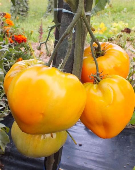 German Orange Strawberry Tomato Seeds Will Be Available