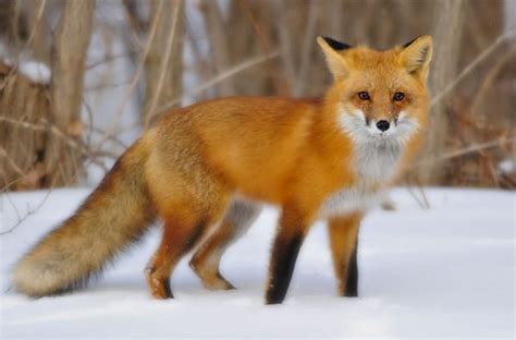 10 Most Beautiful Fox Species In The World Tail And Fur