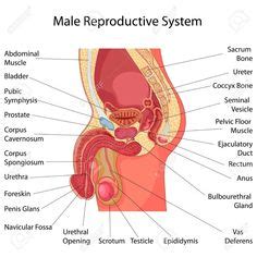 Male anatomy pictures 2 anatomy system human body anatomy. The male reproductive system | Human body systems, Body ...