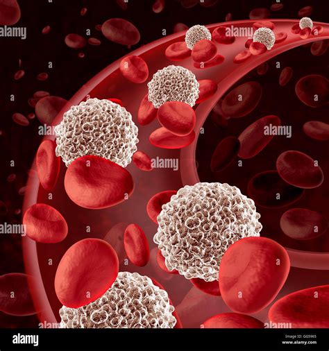 Atlas Of White Blood Cells