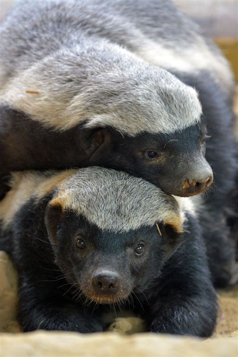 Honey Badgers Animals And Pets Baby Animals Funny Animals Cute