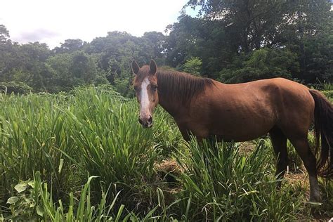 2024 Private Horse Ecounter In Lenakel Tanna Island
