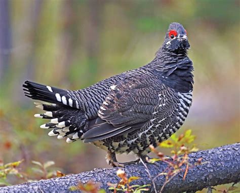 Spruce Grouse Falcipennis Canadensis An Upland Game Bird Profile