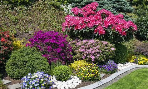 Pianta rampicante con fioritura da maggio fino ai primi freddi autunnali. Piante da giardino resistenti al sole: ecco quali sono le ...