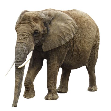 Elephant Png Transparent Image Download Size 800x800px