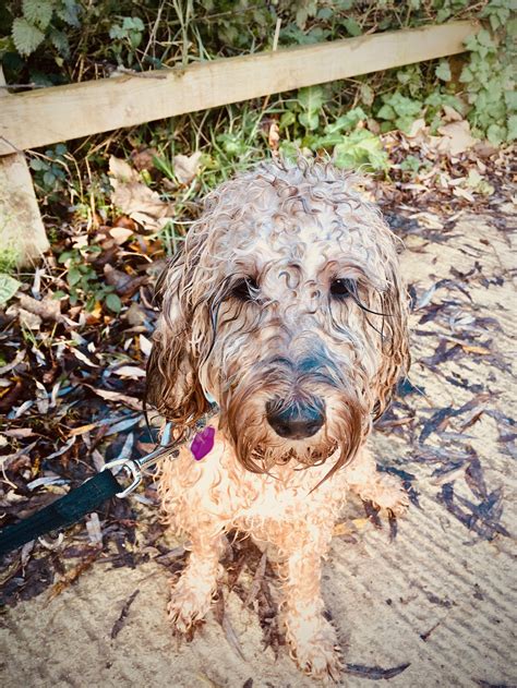 Grooming The Cockapoo Club Of GB Atelier Yuwa Ciao Jp