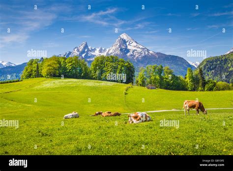 Green Field Cows Hi Res Stock Photography And Images Alamy