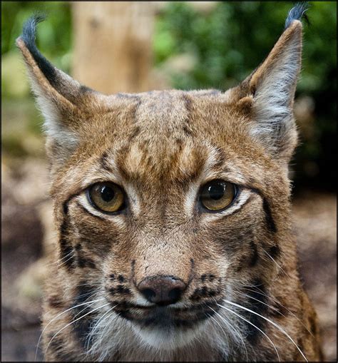 Lynx Carpathian Dudley Zoo And Castle