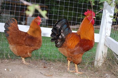 German New Hampshire Rooster Breeds Rhode Island Red Chicken Coop