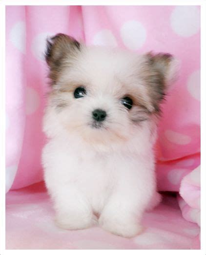 77 Cool Maltese Papillon Mix Puppies For Sale Near Me Insectza