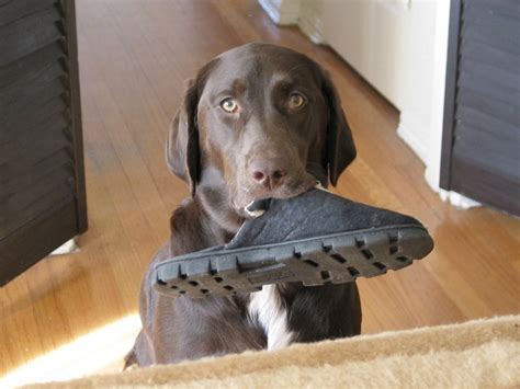 They are great family dogs and great. German Shorthaired Lab (German Shorthaired Pointer x Lab ...