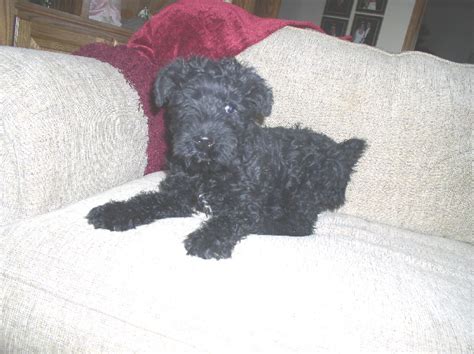 Find the perfect puppy for you and your family. Puppies for sale - Kerry Blue Terrier, Kerry Blue Terriers ...