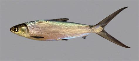 Groves high school, and received a b.a. Milkfish | Mexico - Fish, Birds, Crabs, Marine Life ...