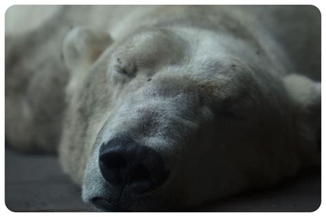 Sleeping Giant Polar Bear Bear Animals
