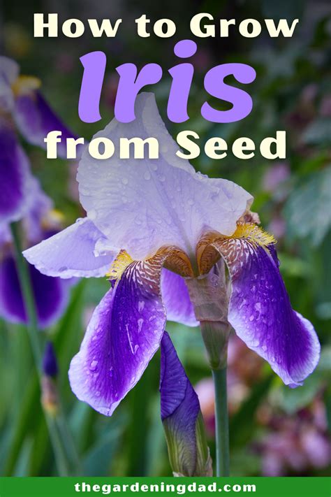 How To Plant And Grow Iris Flowers Artofit