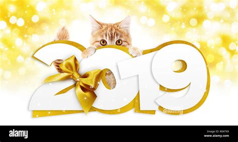 Ginger Cat Mostrando Feliz Año Nuevo 2019 Texto Con La Cinta De Oro Oro