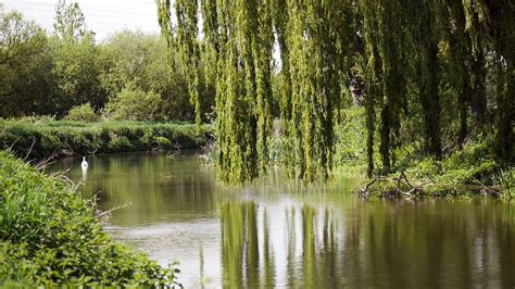 Weeping Willow Wallpaper Images