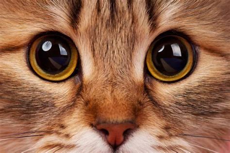Why You Should Never Look Into A Cats Eyes Is It Ever Dangerous