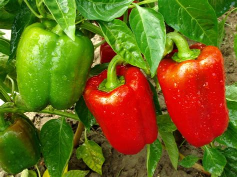 Information About Pruning Pepper Plants