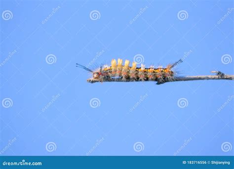 Chenille Photo Stock Image Du Chenille Lente Insecte 183716556