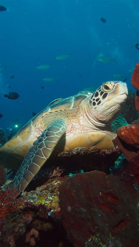 Marine Life Of The Caribbean Sea Ocean Lovers Taganga