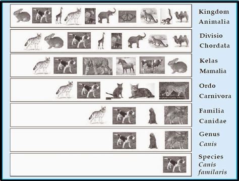 Tingkatan Takson Dalam Klasifikasi Makhluk Hidup Pengetahuanku Duniaku