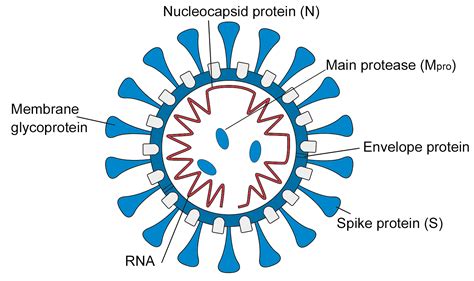 Rekombinante Sars Cov 2 Spike Protein Varianten Biozol