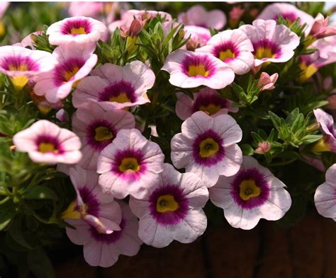 New Petunias Calibrachoa And Celosia Sloat Garden Center