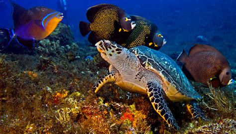Cozumel Marine Park History The Best Scuba Diving In The Caribbean