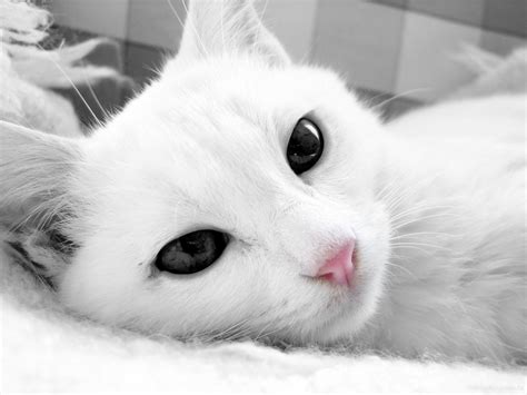 26 White Cat Wallpaper For Laptop Furry Kittens
