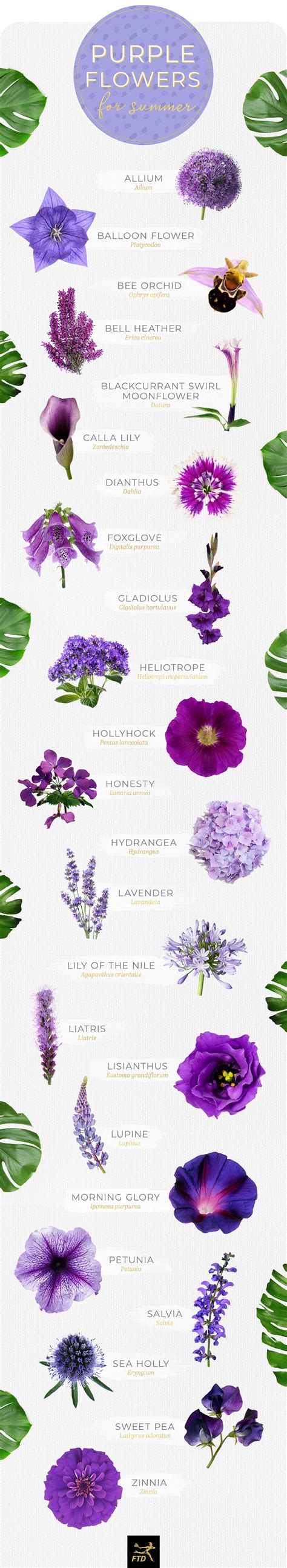 Native to south america, this lovely flower can be grown as an annual or perennial. 50 Types of Purple Flowers (Dengan gambar)