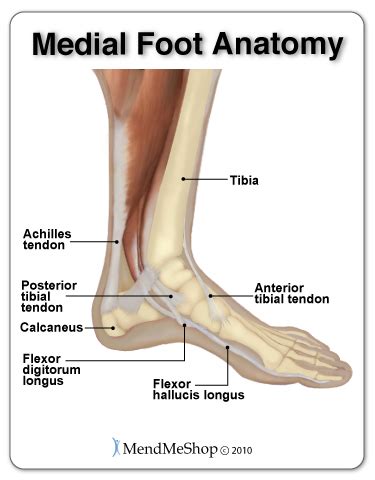 Ligament, tendon, and fascia are soft tissues composed primarily of collagen fibers. Tendinitis in the Foot