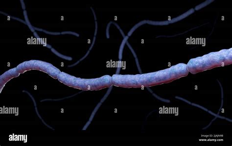 Ilustración Biomédica Conceptual De La Bacteria Streptobacillus