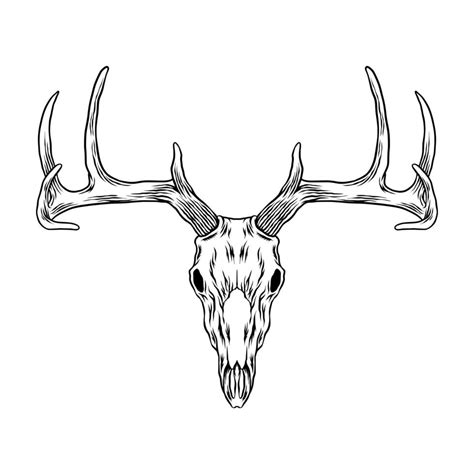 Deer Head Skull Vector Art 12618811 Vector Art At Vecteezy