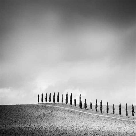 Gerald Berghammer Row Of Cypress Trees Tuscany Italy Black And