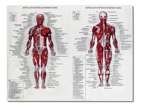 Póster Del Sistema De Anatomía Del Cuerpo Humano Gráfico An Mercado