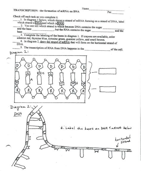 Dna replication practice worksheet an. Dna Replication Coloring 12 2 Answer ... | Transcription ...