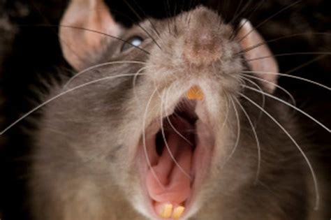 Scottish Mutant Ginger Rats Invade England With Mass Infestation