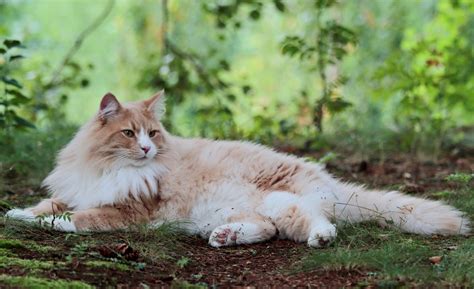 She appreciates praise and loves to interact with her parent. Ten Interesting Facts About Norwegian Forest Cats | Pets4Homes