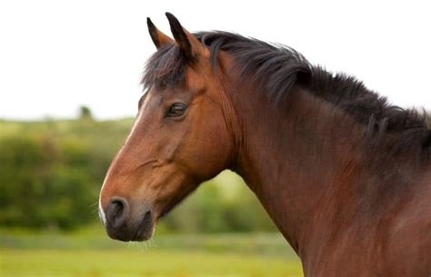 What Is A Bay Horse Pictures And Fun Facts