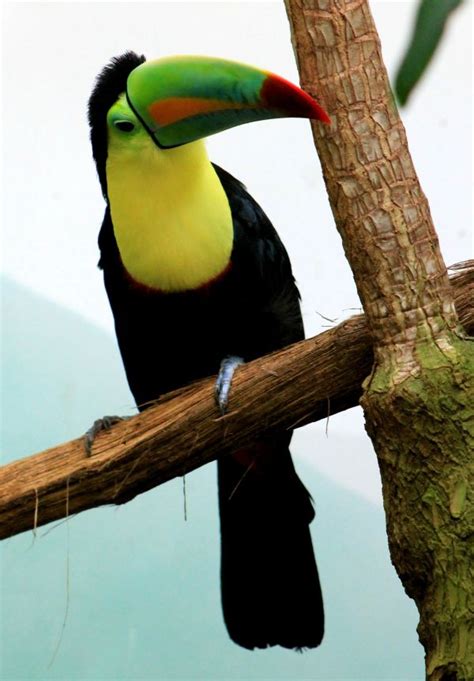 Fotos Gratis Naturaleza Rama Pájaro Animal Fauna Silvestre Zoo