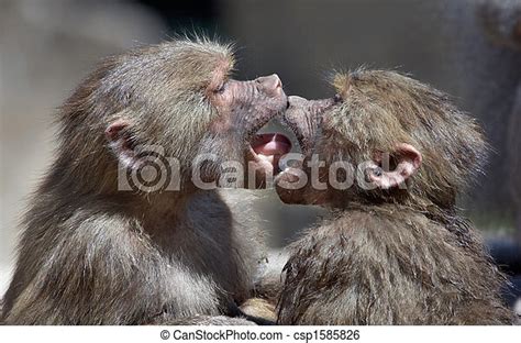 Kissing Monkeys Two Monkeys Kissing