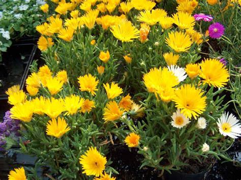 Che siano a fioritura primaverile o estiva, piccole o alte, con infiorescenze a ombrella o a spiga, a grandi o piccoli fiori, è. Piante da vaso: Mesembryanthemum, Mesembriantemo ...