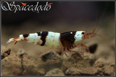 Spacedodo Shrimps Caridina Cantonensis Var Crystal Black