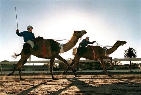 They are rather unimposing, with a maximum elevation of 4,803 feet (1,464 m). Only Because They Drink Too Much Water, 5000 Camels Have ...