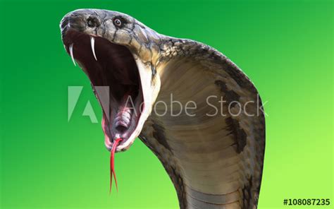 Topography unit conversion between millimeter and pixel, pixel to millimeter conversion in batch, mm px conversion chart. "Close-Up Of 3d King cobra snake attack isolated on green ...