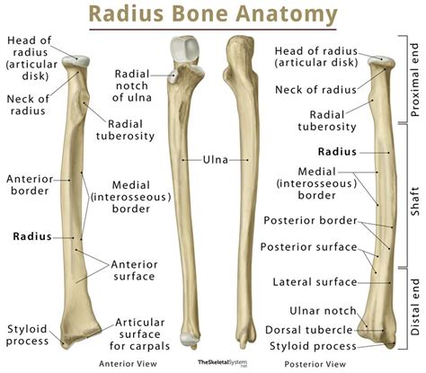 These bones are arranged into two major divisions: Radius: Definition, Location, Functions, Anatomy, Diagram