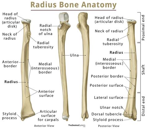 Joints of hand anterior view, lateral view, right hand. Ulna Diagram - Diagrams online