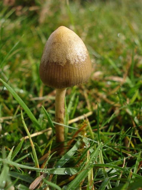 Shroomery Psilocybe Semilanceata